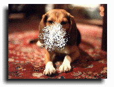 beagle