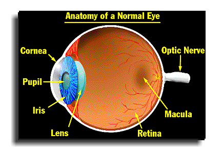Anatomy of a Normal Human Eye - AMDF