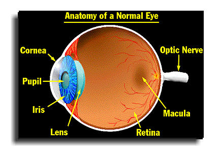 Anatomy eyeballs