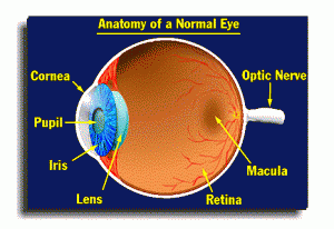 Anatomy of a Normal Human Eye